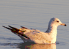 Laurus delawerensis - ring-billed gull